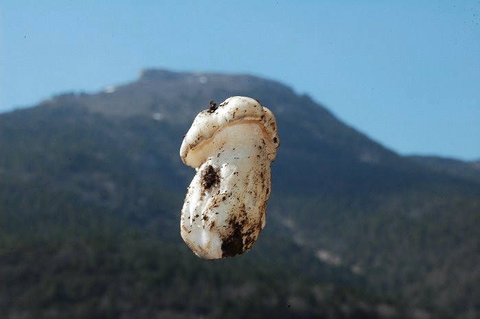 Hygrophorus marzuolus